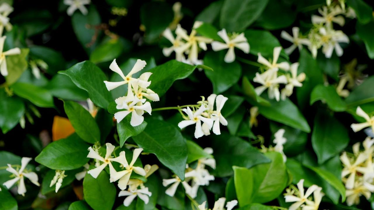 Get It Growing: Star jasmine is a southern favorite